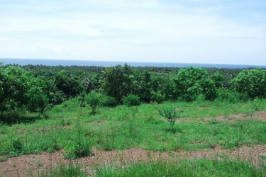 Land for sale at kubutambahan Singaraja